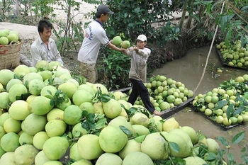 Le Chili autorise l'importation de pamplemousses vietnamiens