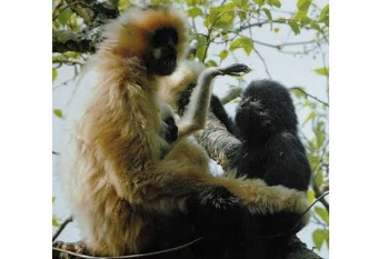 La réserve naturelle de Muong La a vu le jour