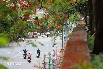 Sur ce tronçon de route, des fleurs de flamboyants fleurissent en même temps, créant une scène extrêmement romantique.