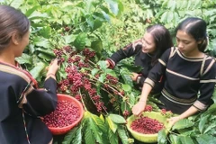 Récolte du café dans une plantation à Buôn Ma Thuôt, province de Dak Lak (Hauts Plateaux du Centre). Photo : VN