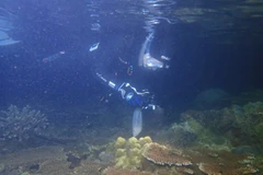 Un membre de l'équipe capture le moment où un corail libère ses œufs. Photo baokhanhhoa.vn