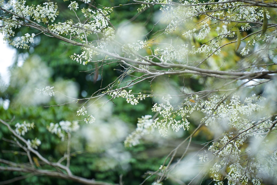 Les fleurs de "sua" commencent à fleurir dans les rues et ruelles de la capitale au début du mois de mars, quand le temps est encore un peu froid. Photo : VNA