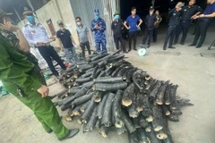 Les ivoires illégales saisies à la ville de Hai Phong (Nord). Photo: VNA