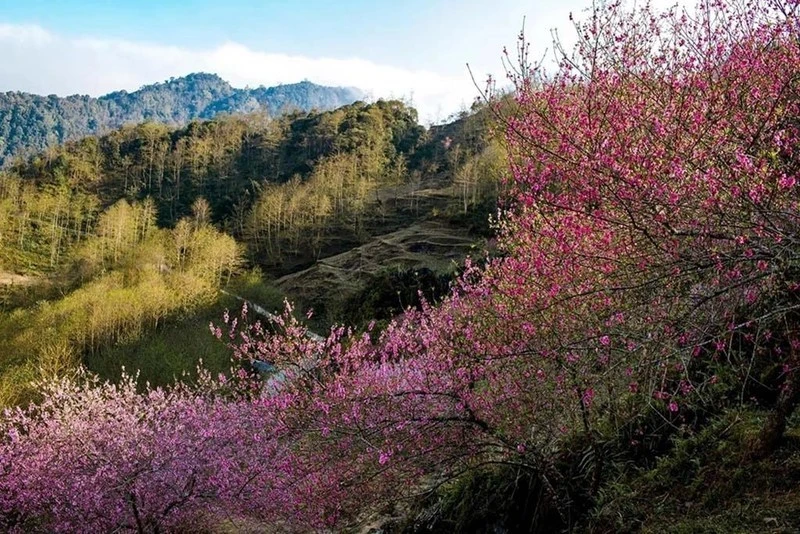 La spectaculaire floraison des cerisiers sauvages à Hà Giang. Photo: VnExpress