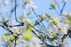 Môc châu, le paradis des fleurs 