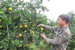 Hoa Binh : ​ouverture de la 2e Fête des oranges de Cao Phong