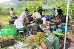 Les 40 tonnes de longanes de Sông Ma expédiées vers la Chine