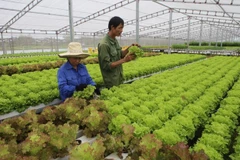 Son La : améliorer les revenus des agriculteurs grâce à la restructuration agricole