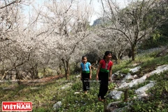 Moc Chau, vallée des fleurs 