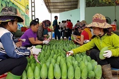 Son La atteint une percée dans l’exportation des produits agricoles