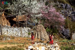 Festival des fleurs de pêcher sur le plateau karstique de Dong Van