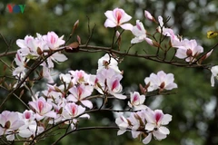 Ouverture de la fête de la fleur de bauhinie 2018 à Son La