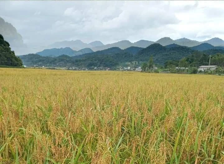 Le riz gluant de Muong Và