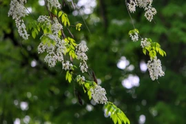 Les fleurs "sua", une beauté gracieuse de Hanoï