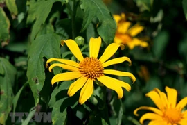 Contempler des tournesols mexicains dans les montagnes du Nord-Ouest