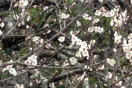 La beauté surprenante au paradis de fleurs d’abricotier à Môc Châu