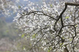 Contempler les pruniers en fleurs à Moc Chau