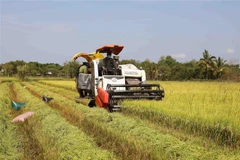 Le Premier ministre fixe des mesures pour équilibrer l'offre et la demande de riz 