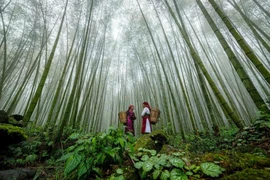 Le tourisme vietnamien se concentrera sur un développement durable et innovant, basé sur une croissance verte, imprégnée de l’identité culturelle vietnamienne. Photo: VNA